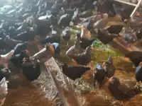 Куры несушки доставка