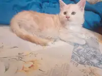 Котята мейн-кун, фотография 7