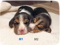 Милые щенки Бигль, фотография 4