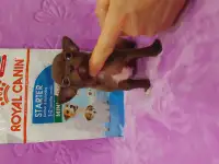 Мини чихуахуа