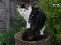 Мейн-кун девочка редкий окрас, фотография 5