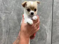 Щенки чихуахуа