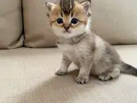 Шотландские котята, фотография 4