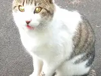 Кот подросток