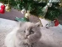Британские котята, фотография 4