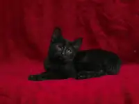 Черный котенок Блэкки в дар добрым сердцам!, фотография 9