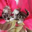 Шотландские котята, фотография 9