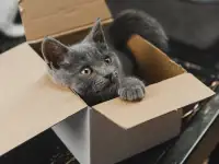 Шотландские котята, фотография 7