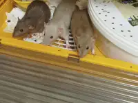 Крысята