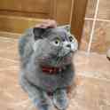 Британский котенок