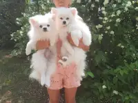 Шпиц девочки, фотография 2