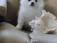 Щенок шпица девочка