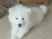 Щенки