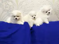 Щенки белого померанского шпица, фотография 2