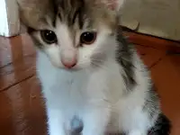 Ищу дом для котенка, фотография 5