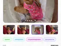 Мальтипу мини и микро пушон той пудель, фотография 10
