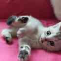 Чистокровные шотландские короткошерстные котята, фотография 7