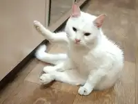 Котик, фотография 2