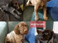 Щенок курцхаара кобель, фотография 2