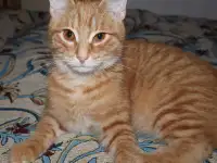 Домашний котенок 4 мес. Любит спать на ручках, добрый, очень нежный, фотография 8