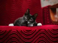 Черно-белый котенок Эльф ищет дом!, фотография 3