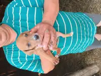 Щенки питбуля, фотография 6