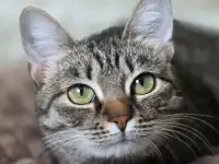 Котенок подросток Манюня, фотография 11