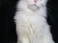 Девочка Мейн Кун, фотография 4