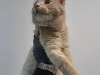 Кот ВАСИЛИО ищет дом, фотография 3