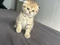 Котята шотландские окрас золотая шиншилла, фотография 4