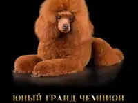 Шикарный, максимально титулованный и здоровый кобель, вязка, фотография 7