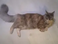 Продажа котят Мейн кун, фотография 3