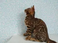 бенгальские котята, фотография 8