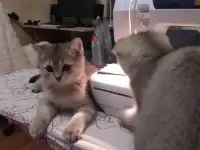 Шотландские котята золотая шиншилла. Договорная, фотография 5