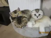 Шотландские котята, фотография 1