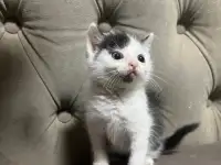 Отдам котенка