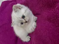 Шотландские котята от правильной вязки, фотография 2