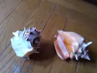 Ракушки ракушка Куба Cuba цена за шт Торг, фотография 1