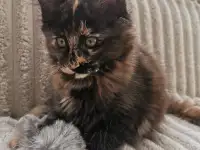 Котятa Мейн Куны из серцифицированного питомника, фотография 3