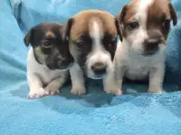 Щенки джек рассел, фотография 2