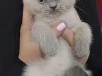 Британские котята СКИДКА 60% (питомник), фотография 8