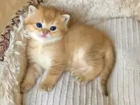 ЗОЛОТАЯ ШИНШИЛЛА шотландские котята, фотография 2