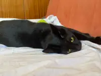 Чёрная кошка Агата мечтает обрести семью!, фотография 4