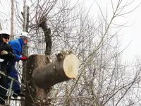 Спил деревьев, фотография 9
