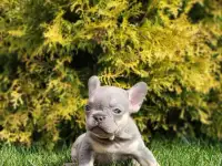 Продается щенок французкого бульдога, фотография 4