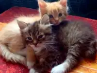 Отдам котят