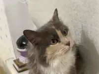 Трёхцветная кошечка Луна в добрые ручки!, фотография 6