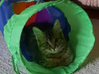 Малышка Дина Ищет дом!, фотография 2