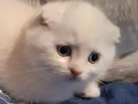 Шотландские котята, фотография 9