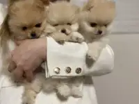 Шенок померанского шпица